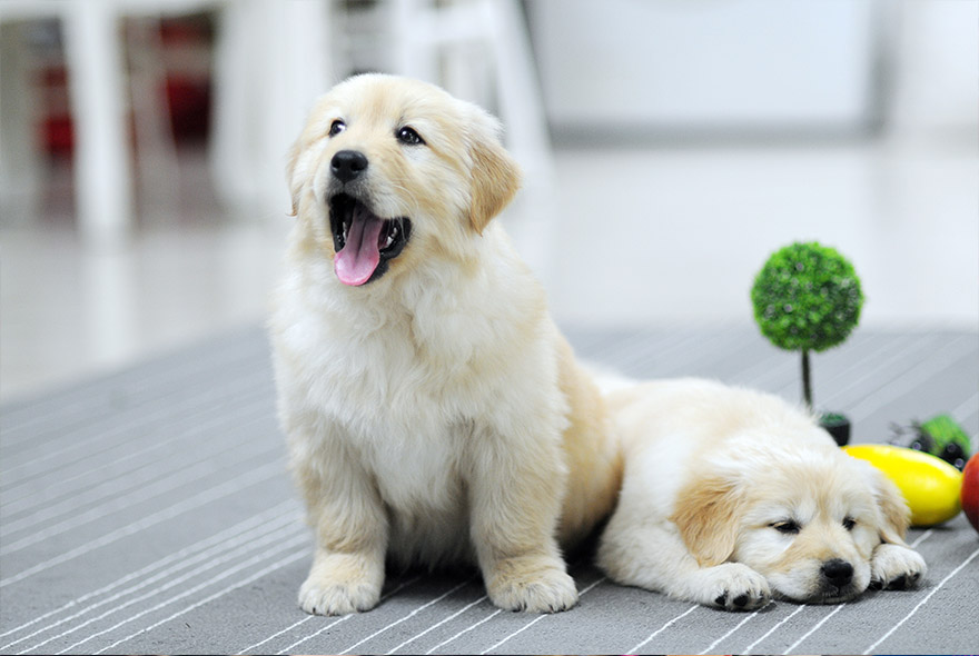 반려동물 인식표 무료제작 사이트